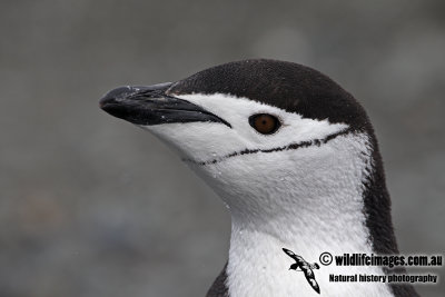 Chinstrap Penguin a1202.jpg