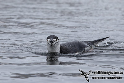 Chinstrap Penguin a1259.jpg