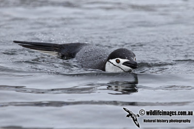 Chinstrap Penguin a1260.jpg