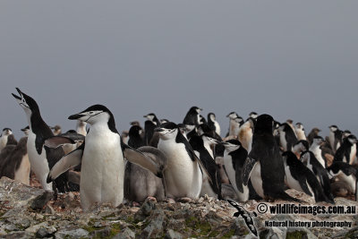Chinstrap Penguin a2053.jpg