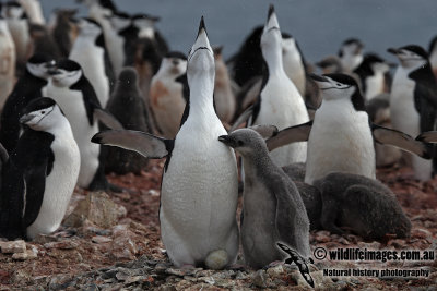 Chinstrap Penguin a2081.jpg