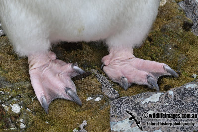 Chinstrap Penguin a2106.jpg