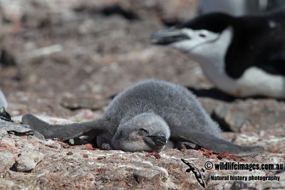 Chinstrap Penguin a2663.jpg