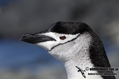 Chinstrap Penguin a2689.jpg