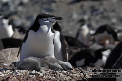 Chinstrap Penguin a2730.jpg