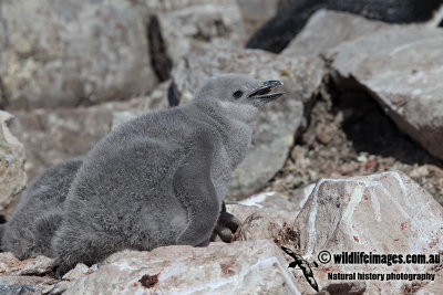 Chinstrap Penguin a2744.jpg