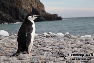 Chinstrap Penguin a2769.jpg