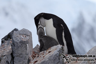 Chinstrap Penguin a2876.jpg