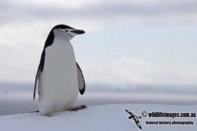 Chinstrap Penguin a2921.jpg