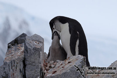Chinstrap Penguin a2943.jpg