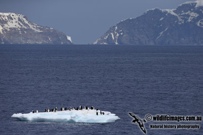 Chinstrap Penguin a8580.jpg