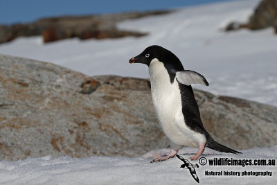 Adelie Penguin a1740.jpg