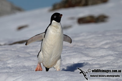 Adelie Penguin a1747.jpg