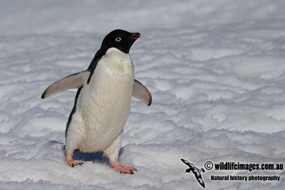 Adelie Penguin a1750.jpg