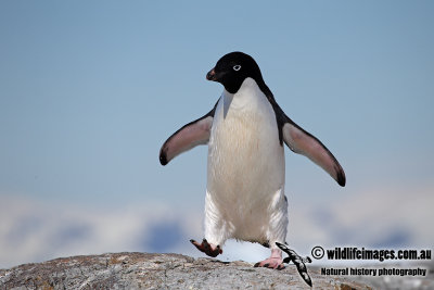 Adelie Penguin a1838.jpg