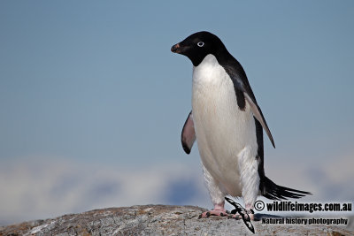 Adelie Penguin a1841.jpg