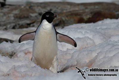 Adelie Penguin a1870.jpg