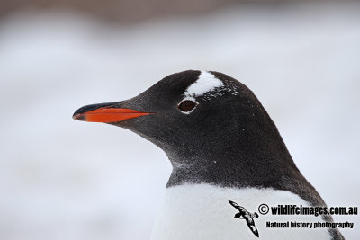 Gentoo Penguin a0963.jpg