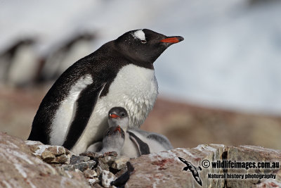 Gentoo Penguin a1683.jpg