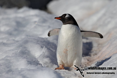 Gentoo Penguin a1700.jpg