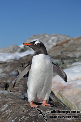 Gentoo Penguin a1713.jpg