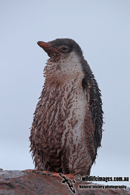 Gentoo Penguin a5105.jpg