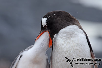 Gentoo Penguin a5140.jpg