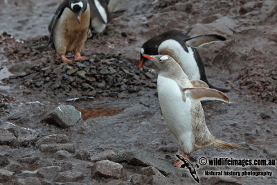 Gentoo Penguin a5219.jpg