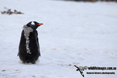 Gentoo Penguin a7678.jpg
