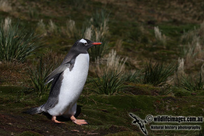 Gentoo Penguin a7722.jpg