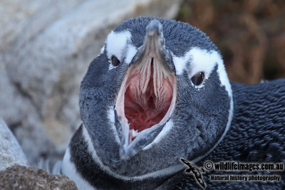 Magellanic Penguin a0909.jpg