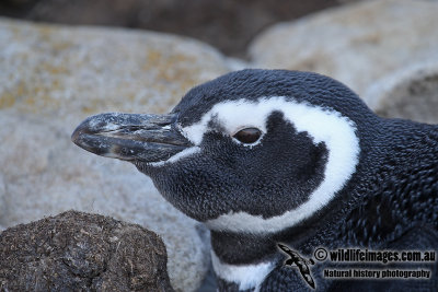 Magellanic Penguin a0927.jpg