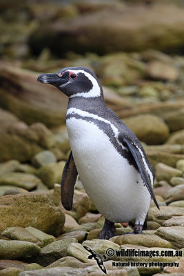 Magellanic Penguin a5236.jpg
