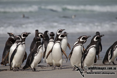 Magellanic Penguin a5287.jpg