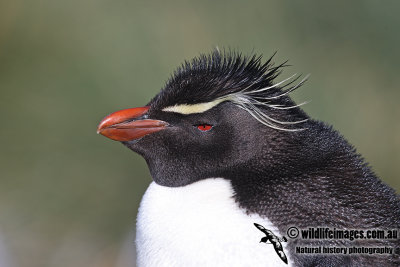 Rockhopper Penguin a0154.jpg