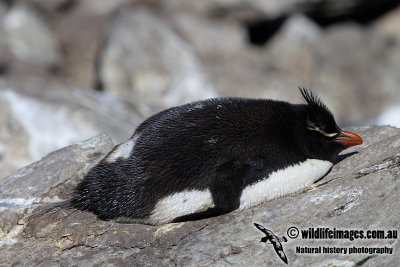 Rockhopper Penguin a0163.jpg