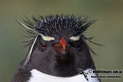 Rockhopper Penguin a0249.jpg