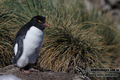 Rockhopper Penguin a0291.jpg