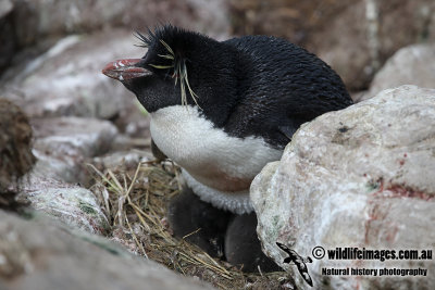 Rockhopper Penguin a4656.jpg