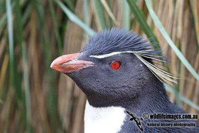 Rockhopper Penguin a4847.jpg