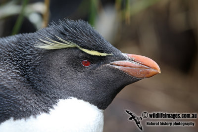 Rockhopper Penguin a4903.jpg