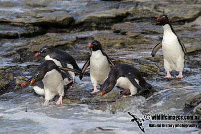 Rockhopper Penguin a5428.jpg