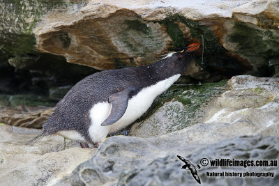 Rockhopper Penguin a5442.jpg