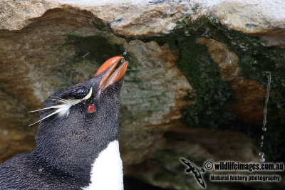 Rockhopper Penguin a5459.jpg