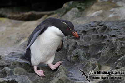 Rockhopper Penguin a5495.jpg