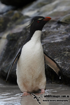 Rockhopper Penguin a5546.jpg