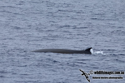 Fin Whale a0156.jpg