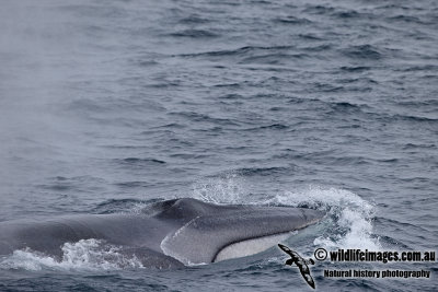 Fin Whale a6324.jpg