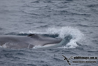 Fin Whale a6325.jpg