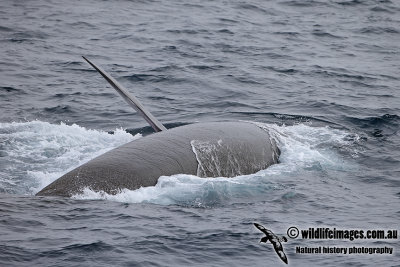 Fin Whale a6333.jpg